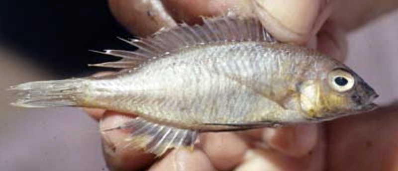 Nyassachromis sp. 'eucinostomus yellow' South East Arm